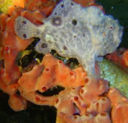 Frogfish by Kelly N. Saunders 
